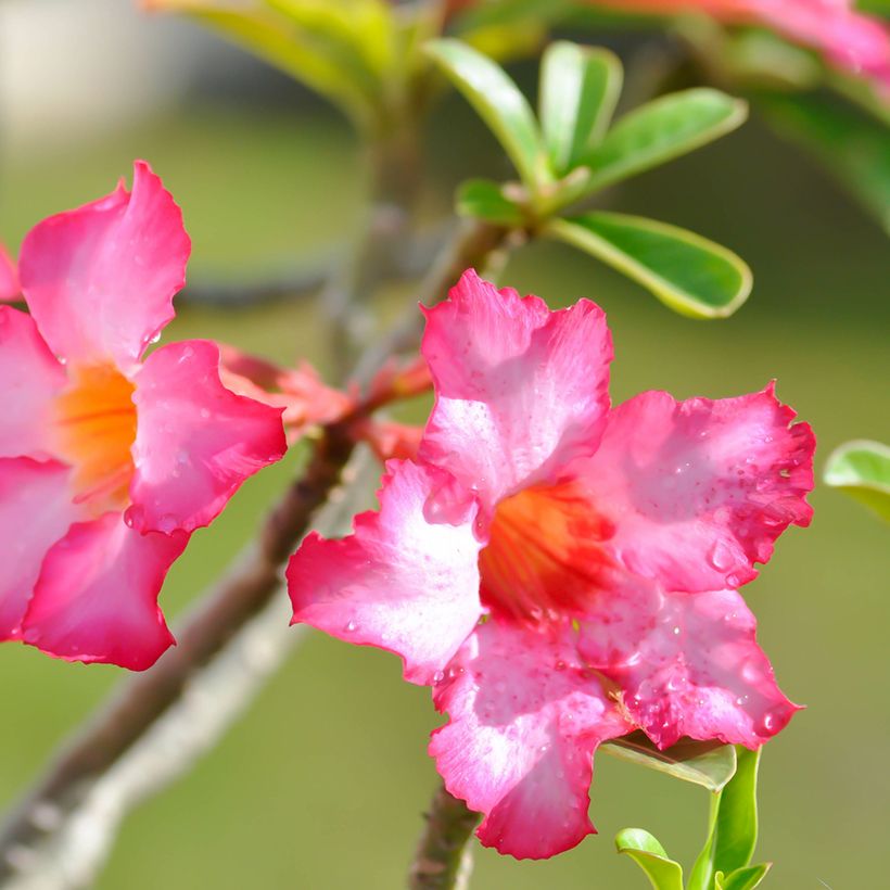 Aavikkoruusu - Adenium obesum (Kukinta)
