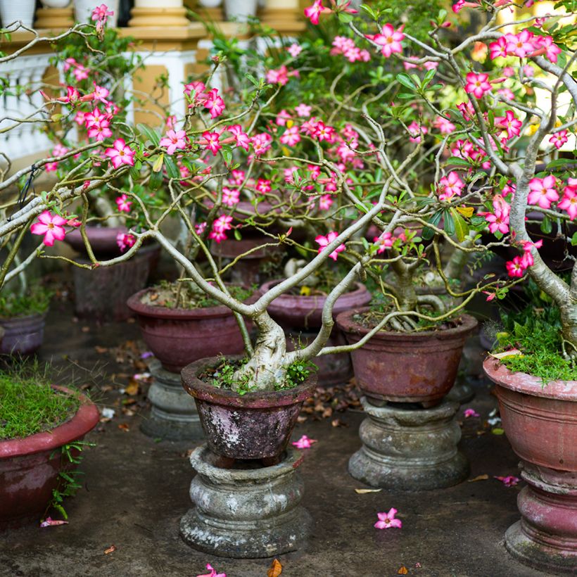 Aavikkoruusu - Adenium obesum (Kasvutapa)