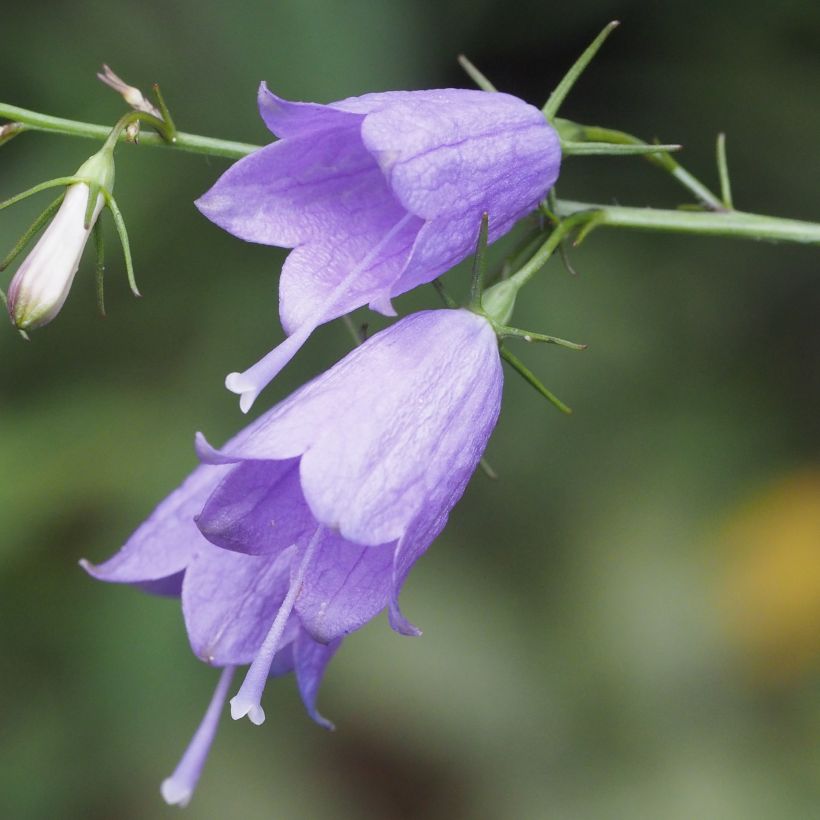 Adenophora stricta (Kukinta)
