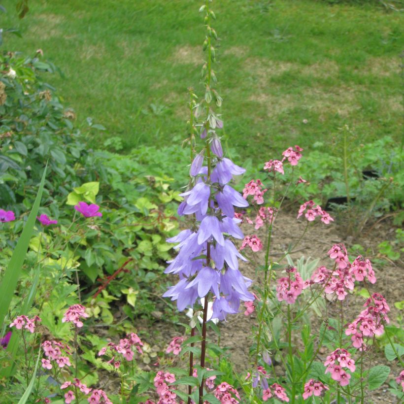 Adenophora stricta (Kasvutapa)