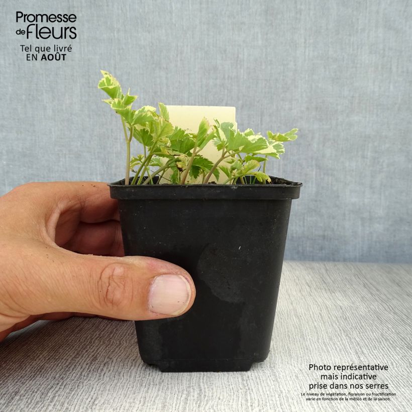 Esimerkki kesällä toimitetusta Vuohenputki Variegata Taimiruukku 7/8 cm-taimesta