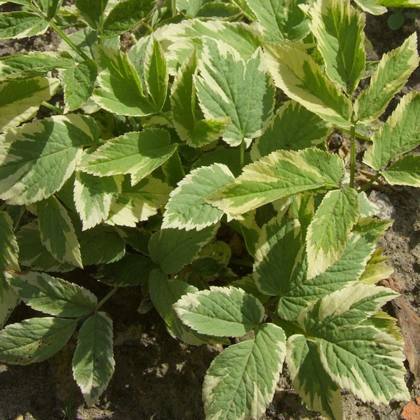 Vuohenputki Variegata (Lehvistö)