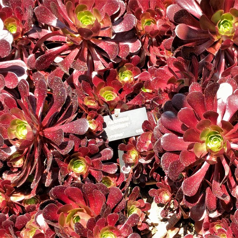 Loistomehipuu Garnet (Lehvistö)