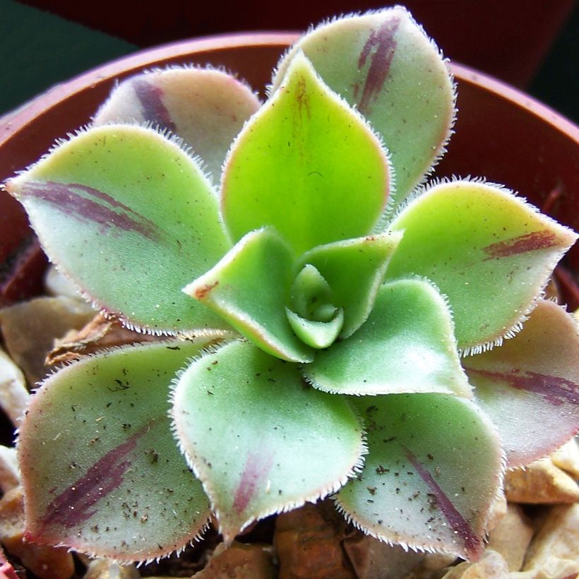 Loistomehipuu Yemen (Lehvistö)