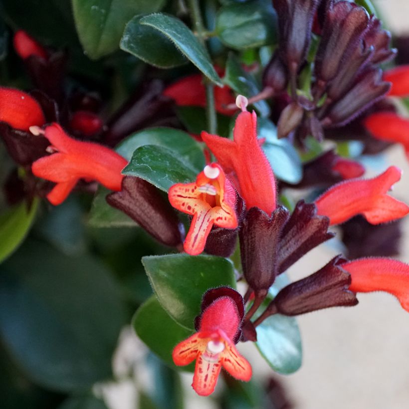 Aeschynanthus Mona Lisa (Kukinta)