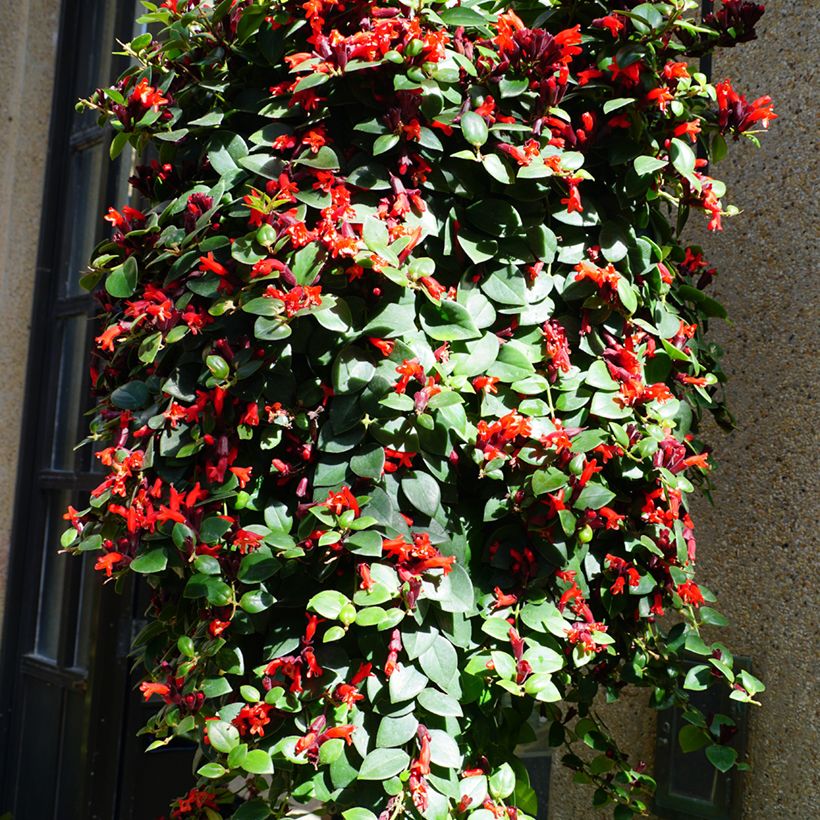 Aeschynanthus Mona Lisa (Kasvutapa)