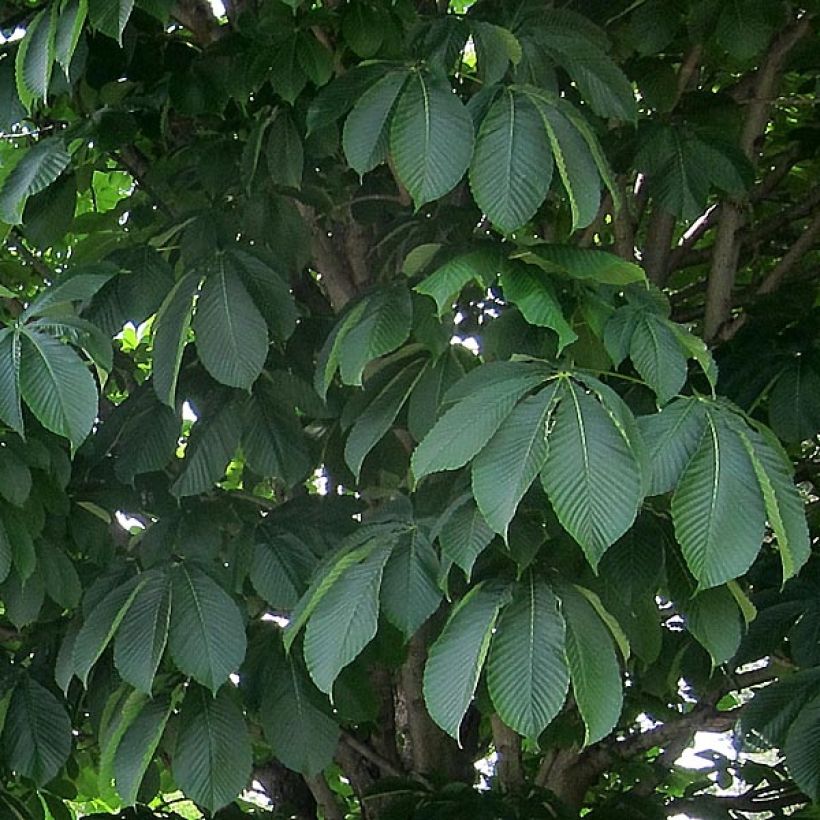 Punahevoskastanja Briotii (Lehvistö)