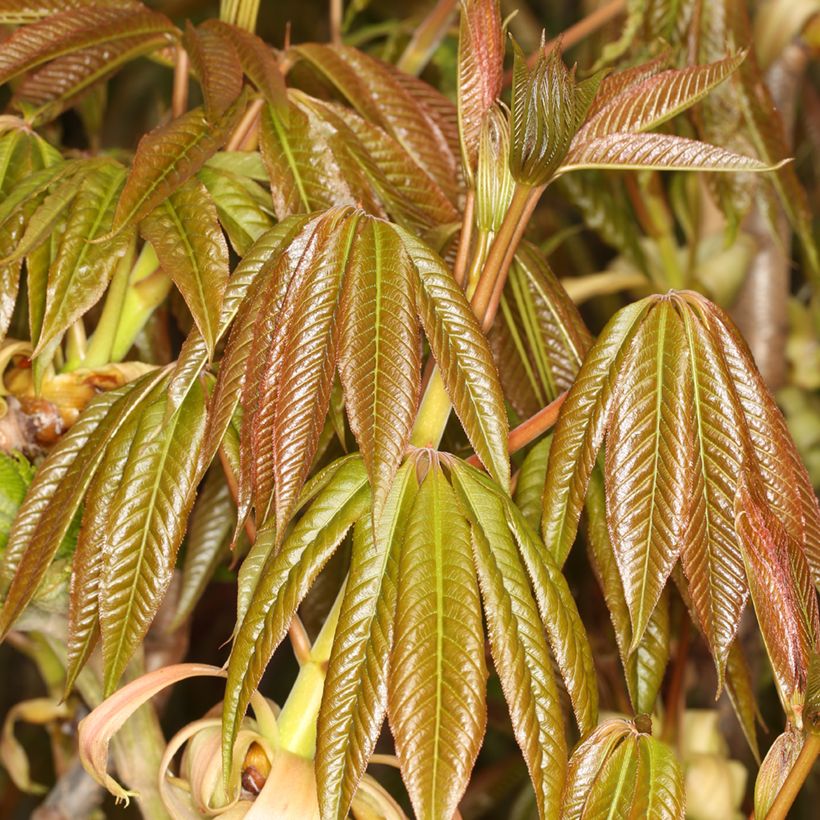 Kiinanhevoskastanja - Aesculus chinensis (Lehvistö)