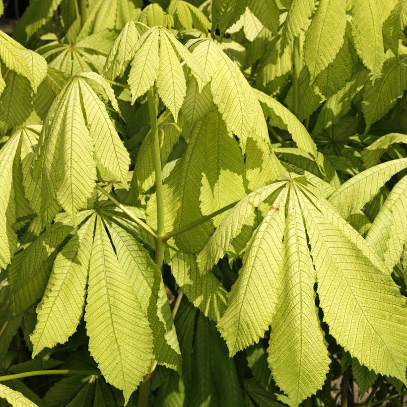 Hevoskastanja Memmingeri (Lehvistö)
