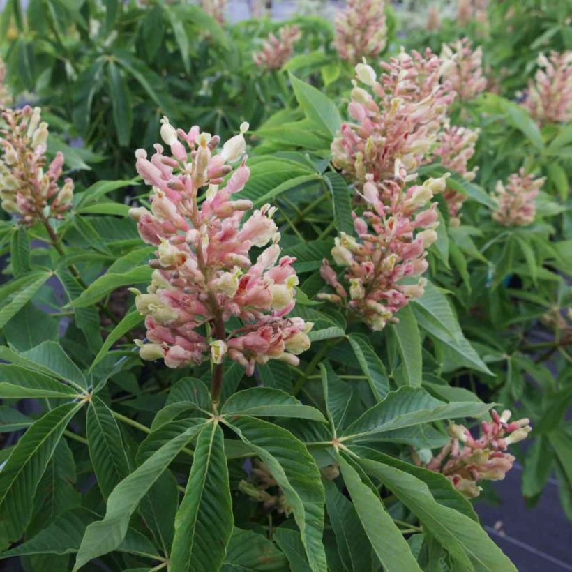 Hevoskastanja Induta (Kukinta)
