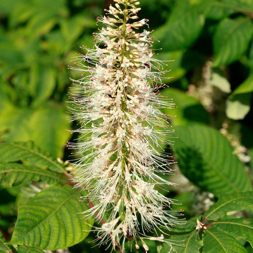 Huiskahevoskastanja - Aesculus parviflora (Kukinta)