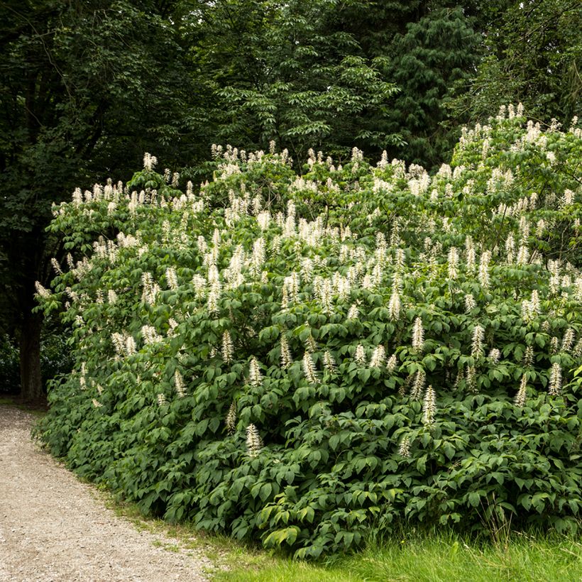 Huiskahevoskastanja - Aesculus parviflora (Kasvutapa)