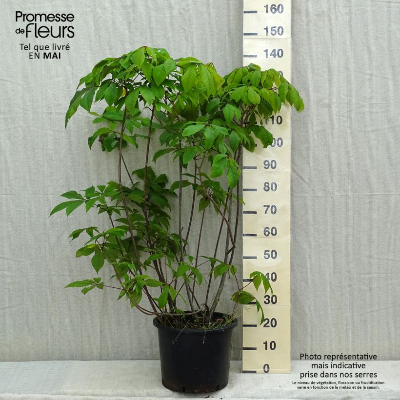 Esimerkki keväällä toimitetusta Huiskahevoskastanja - Aesculus parviflora Pot de 20L/25L-taimesta