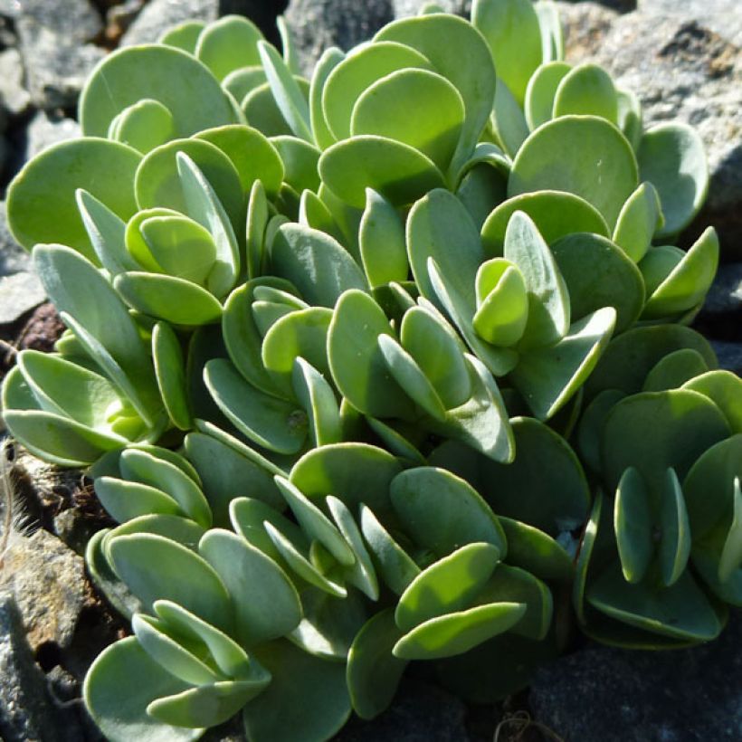 Kalliolituki - Aethionema oppositifolium (Lehvistö)