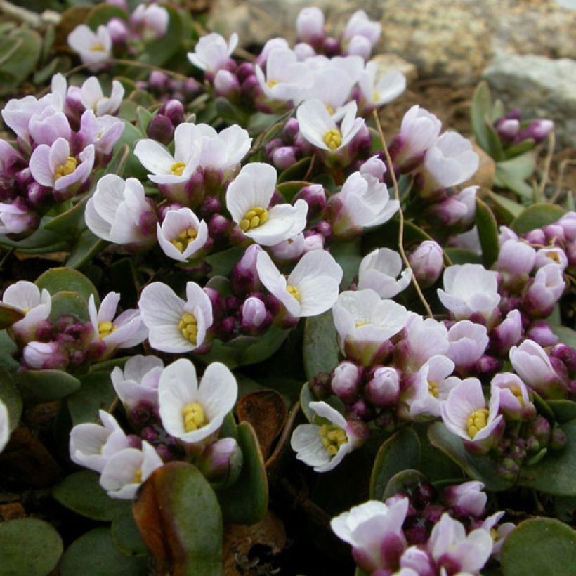 Kalliolituki - Aethionema oppositifolium (Kukinta)