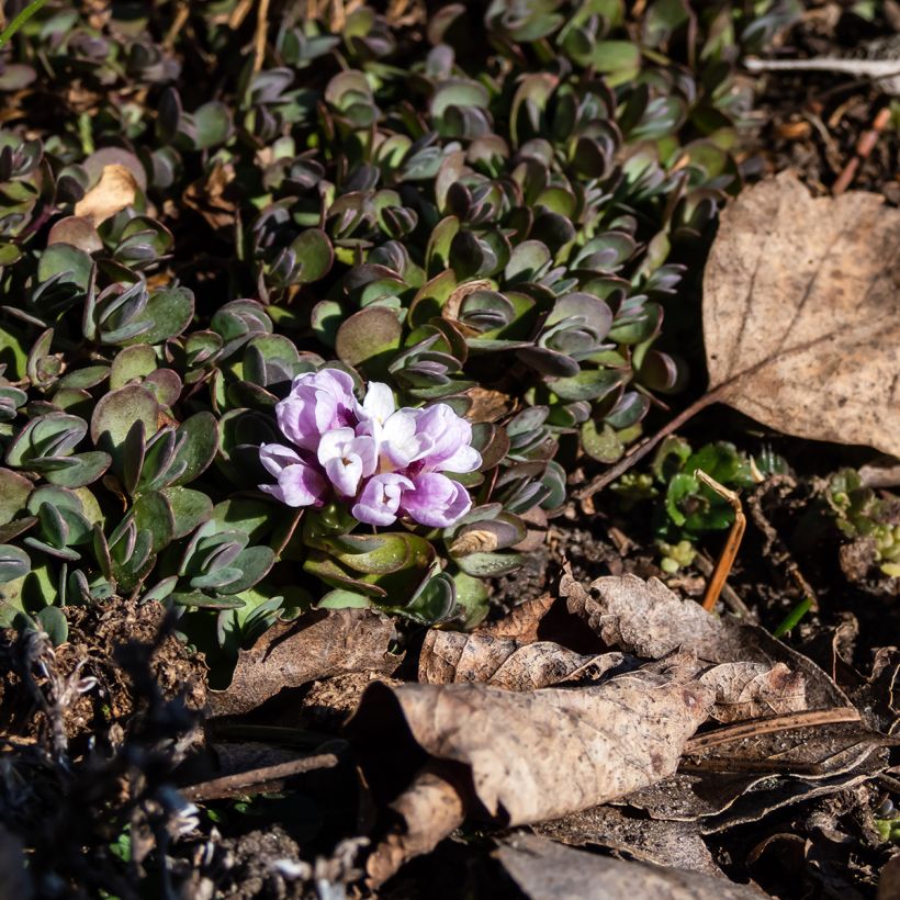 Kalliolituki - Aethionema oppositifolium (Kasvutapa)