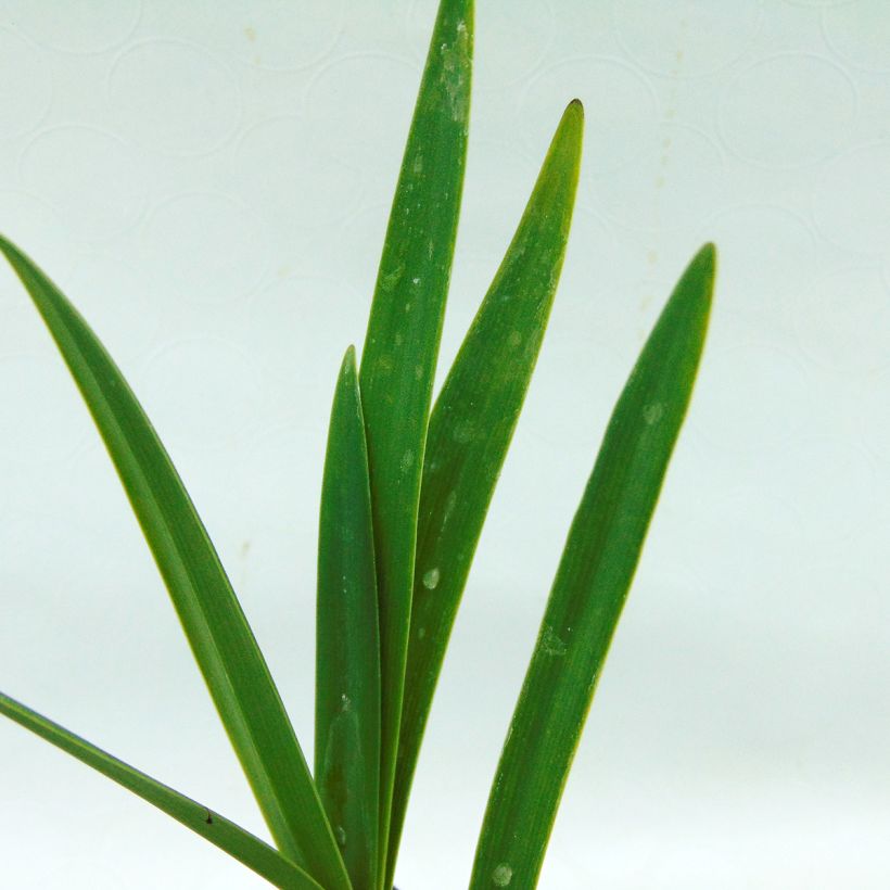 Afrikansinisarja Back in Black (Foliage)