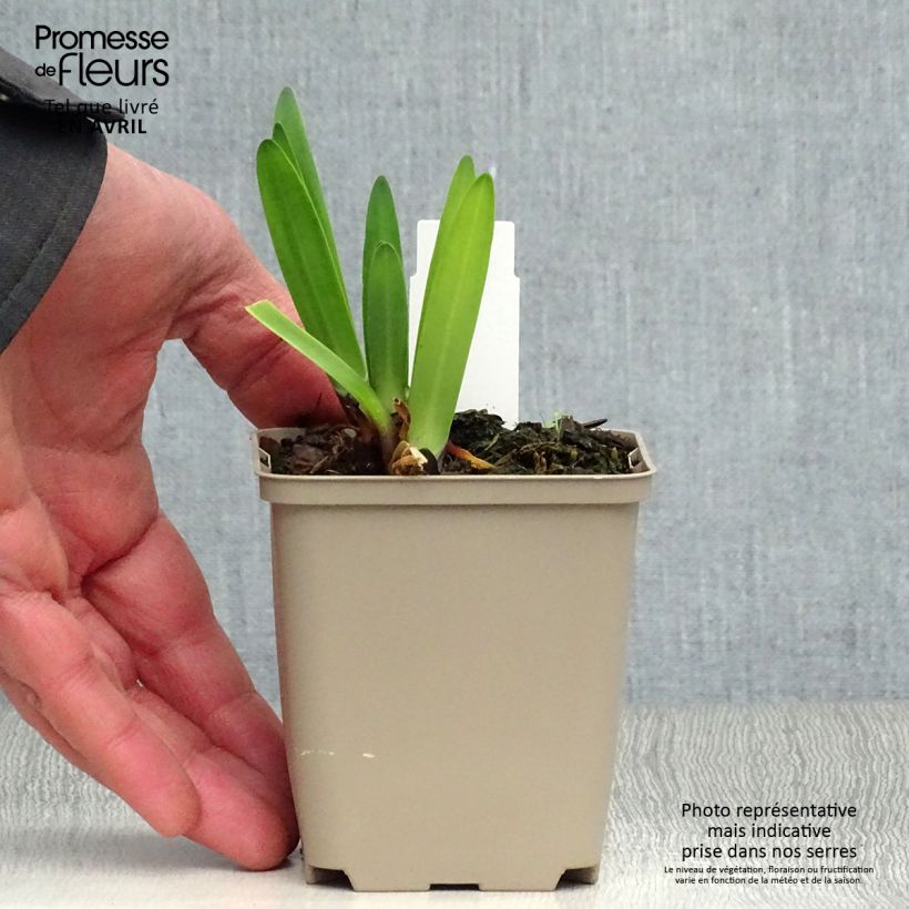 Example of Afrikansinisarja Back in Black Godet de 8/9 cm as you get in printemps