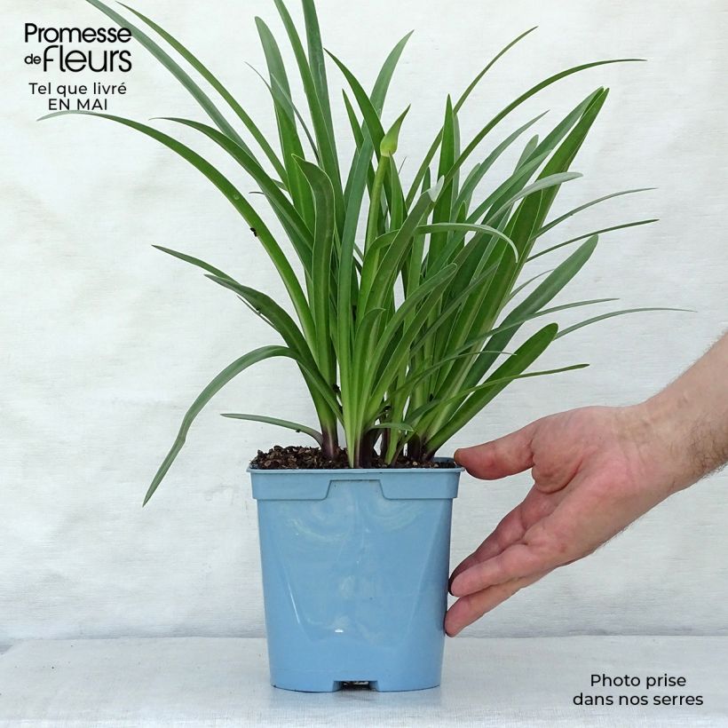 Example of Sinisarja Black Buddhist Pot de 2L/3L as you get in printemps