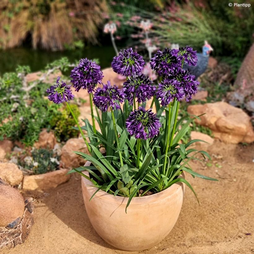 Sinisarja Black Jack (Plant habit)