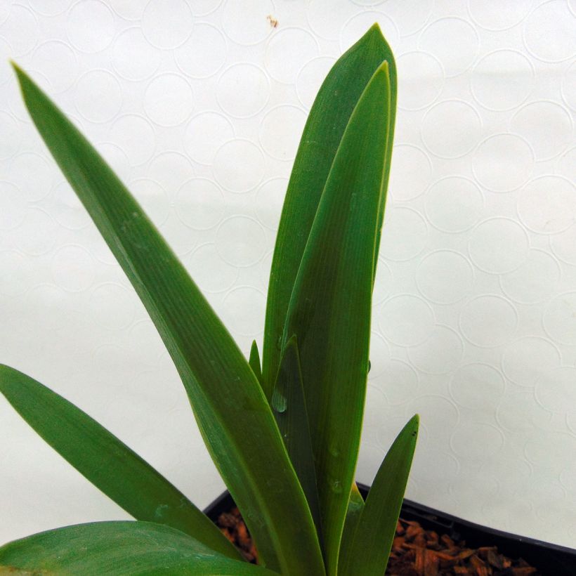Sinisarja Black Magic (Foliage)