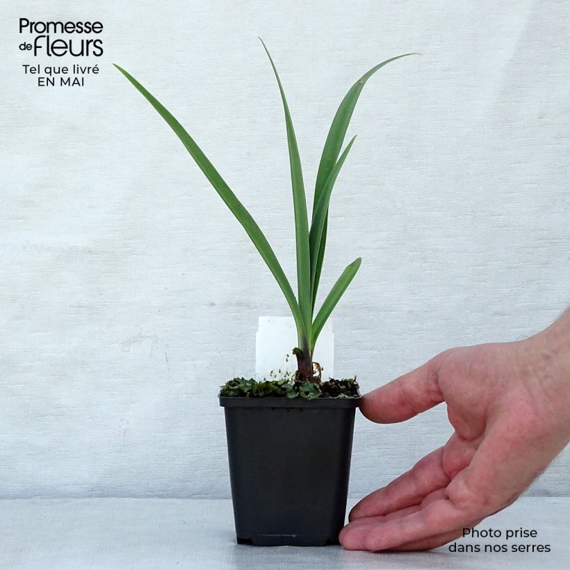 Example of Sinisarja Black Pantha Godet de 8/9 cm as you get in printemps