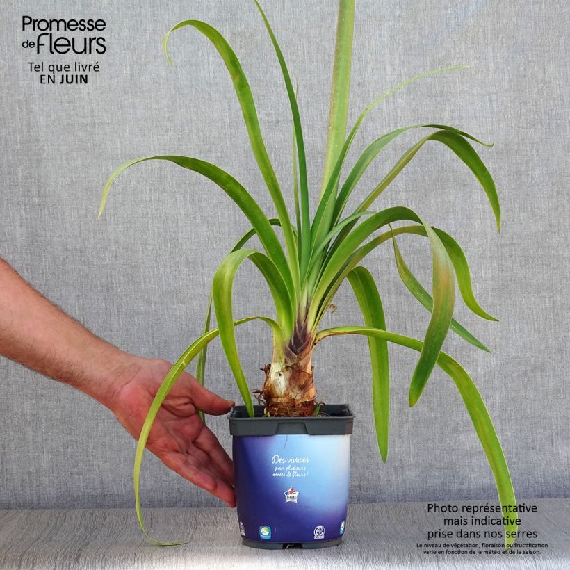 Esimerkki kesällä toimitetusta Sinisarja Black Pantha Pot de 2L/3L-taimesta