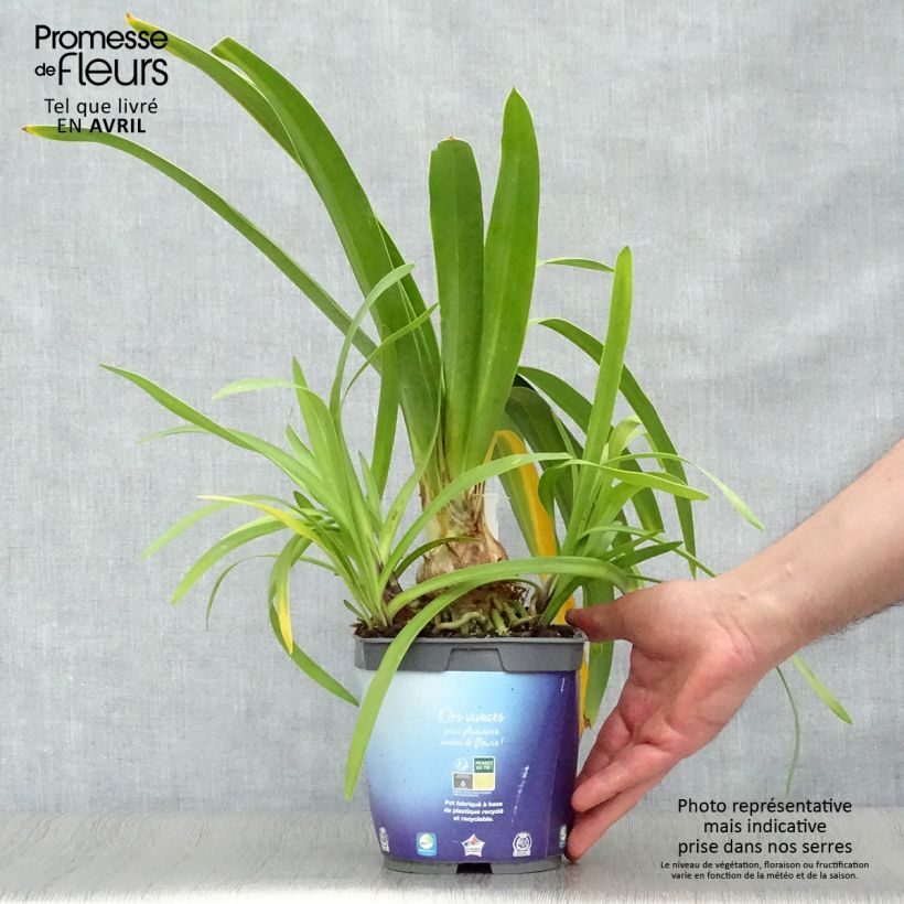 Example of Sinisarja Black Pantha Pot de 2L/3L as you get in printemps