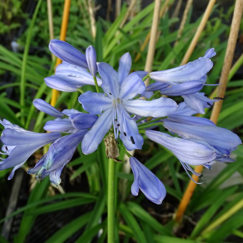 Sinisarja Blue Heaven (Flowering)