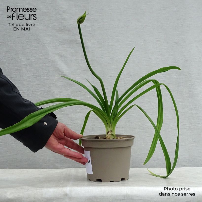 Example of Sinisarja Blue Heaven Pot de 2L/3L as you get in printemps