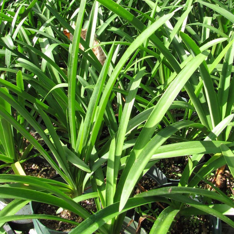 Sinisarja Blue Moon (Foliage)