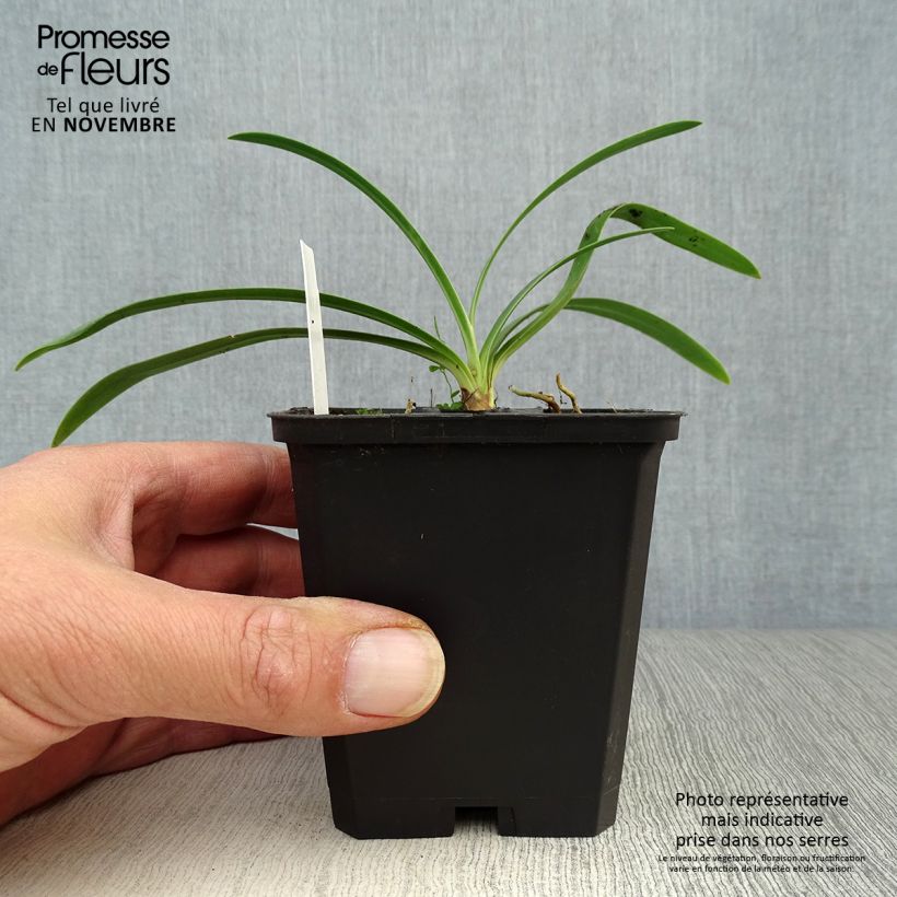 Esimerkki syksyllä toimitetusta Sinisarja Blue Triumphator 8/9 cm taimiruukku-taimesta