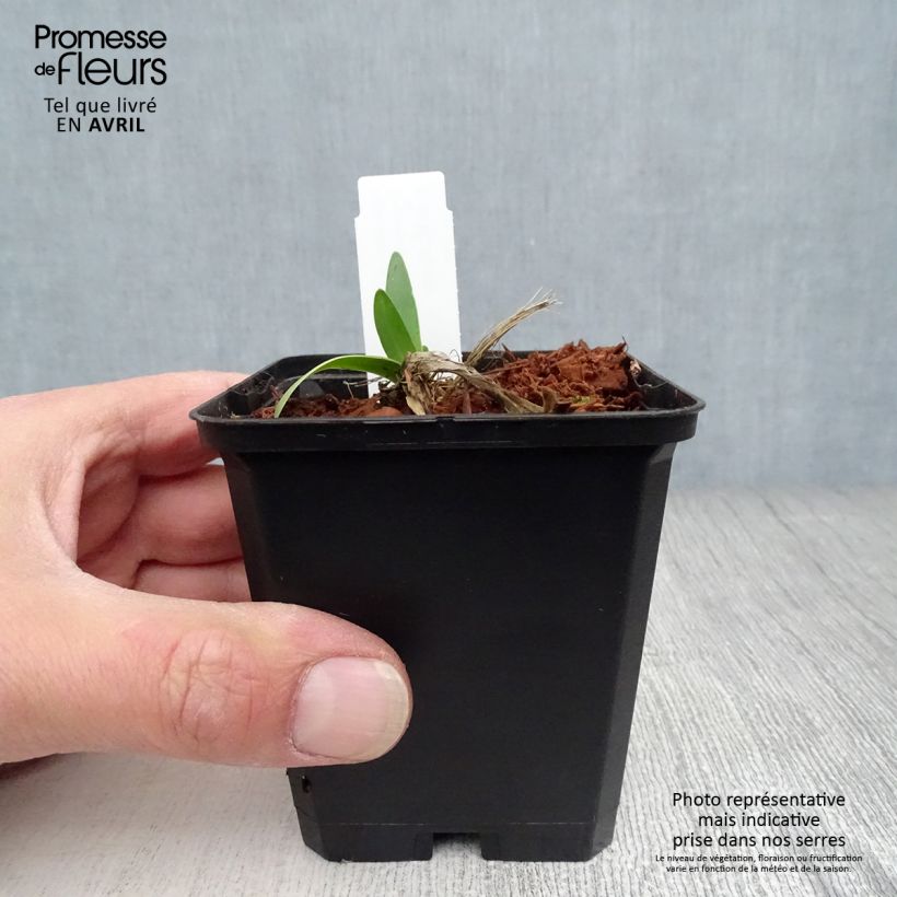 Example of Sinisarja Blue Triumphator Godet de 8/9 cm as you get in printemps