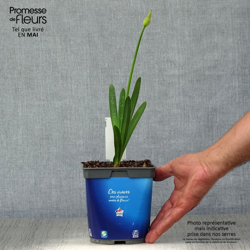 Example of Sinisarja Blue Triumphator Pot de 2L/3L as you get in printemps