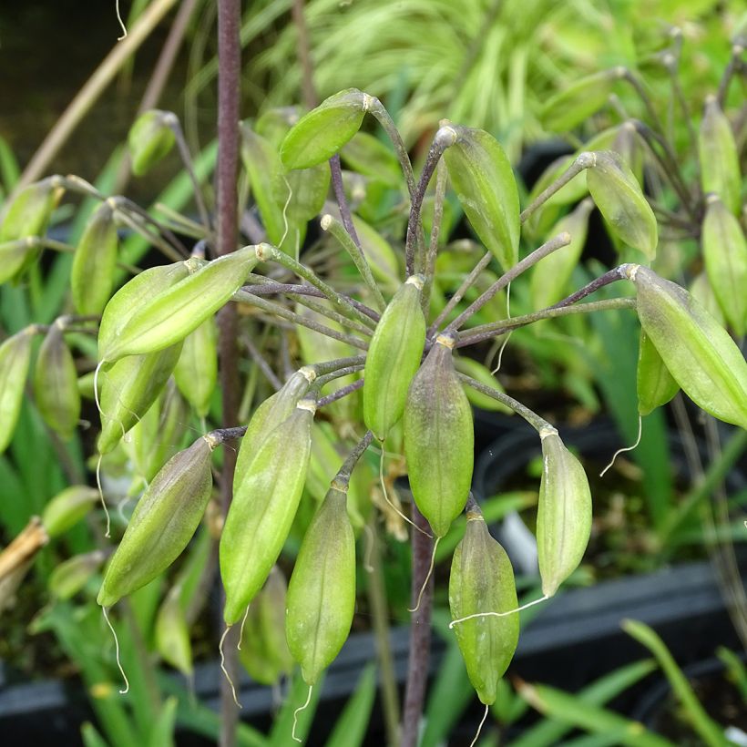 Sinisarja Blue Triumphator (Harvest)