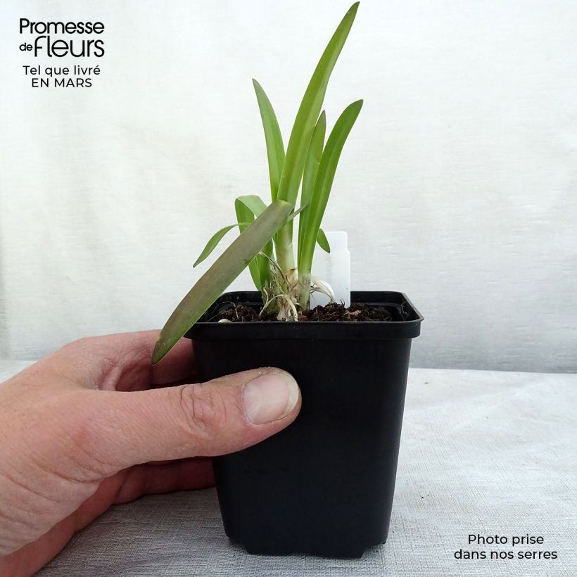 Example of Sinisarja Brilliant Blue Godet de 8/9 cm as you get in printemps