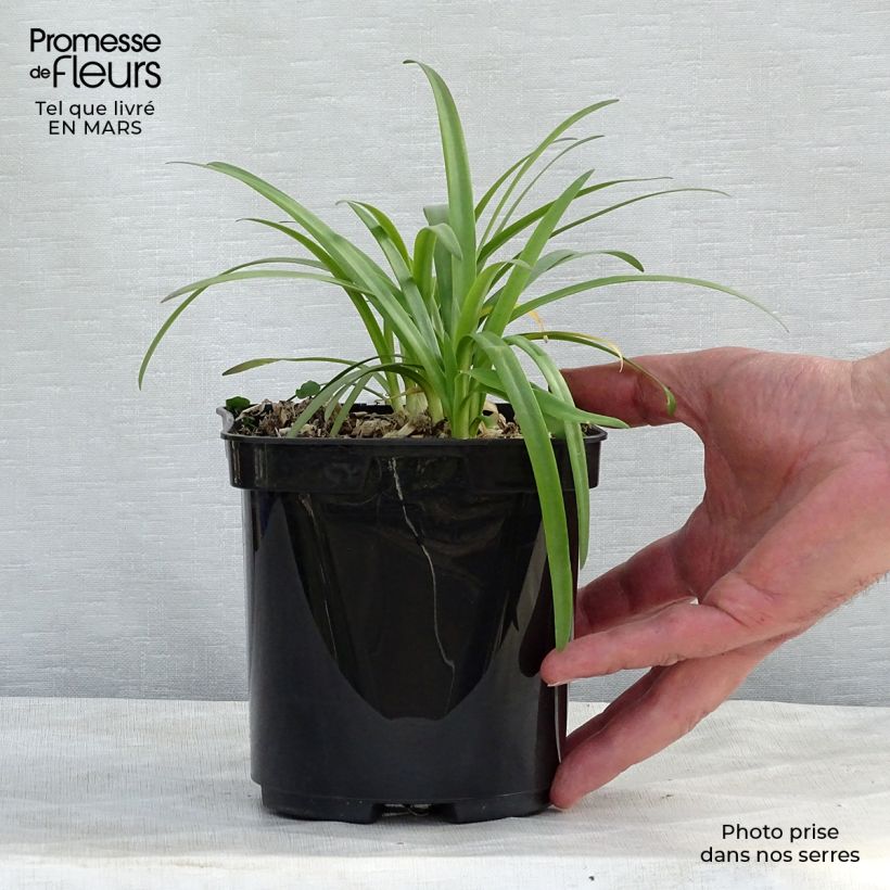 Example of Sinisarja Brilliant Blue Pot de 2L/3L as you get in printemps