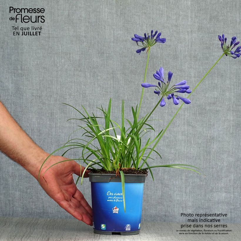 Esimerkki kesällä toimitetusta Sinisarja Brilliant Blue Pot de 2L/3L-taimesta
