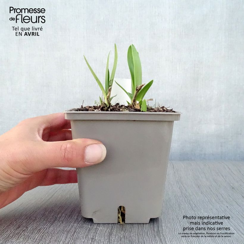 Example of Sinisarja Celebration Pot de 1L/1,5L as you get in printemps