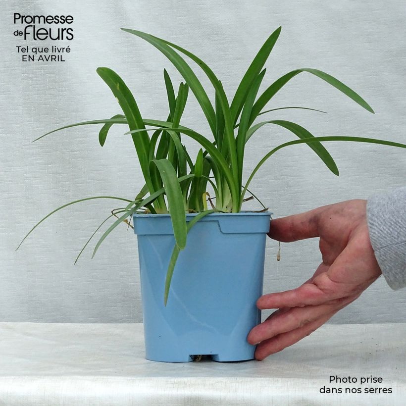 Example of Sinisarja Charlotte Pot de 2L/3L as you get in printemps