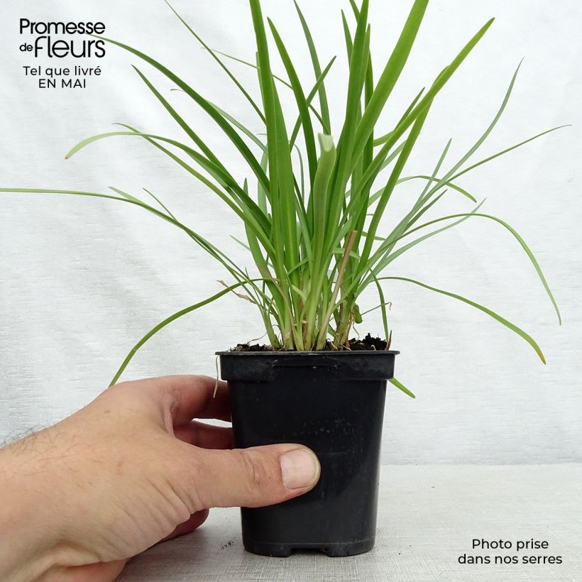 Example of Sinisarja Charlotte Godet de 8/9 cm as you get in printemps