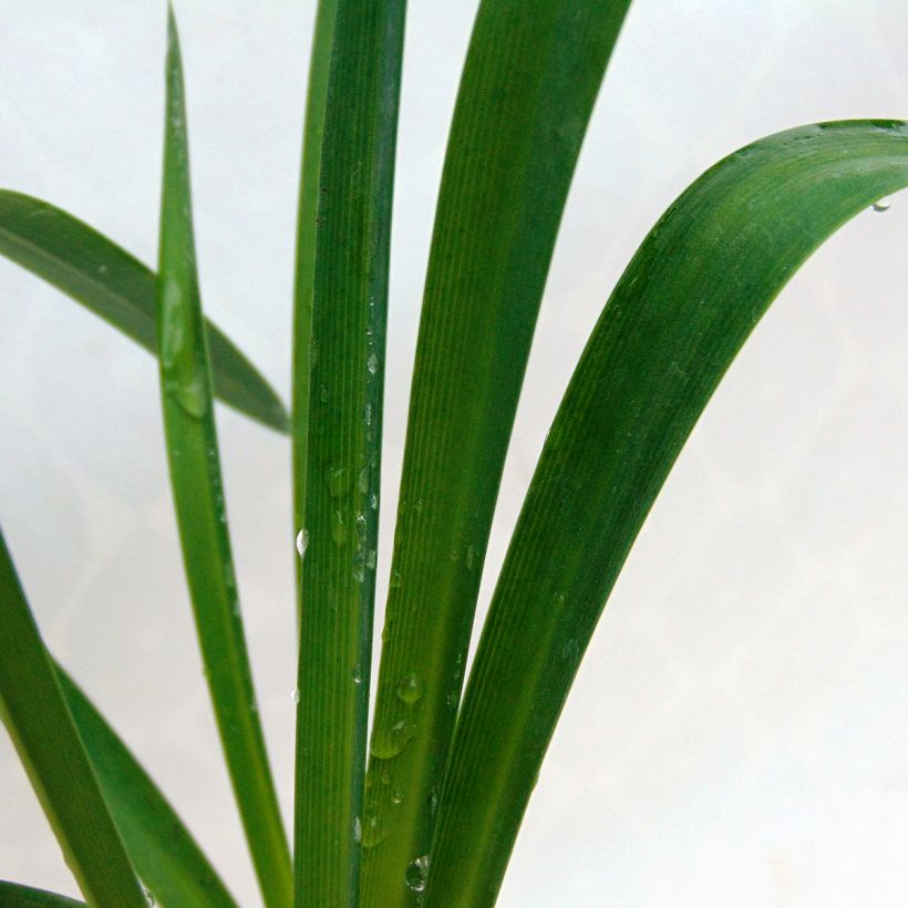 Afrikansinisarja Docteur Brouwer (Foliage)