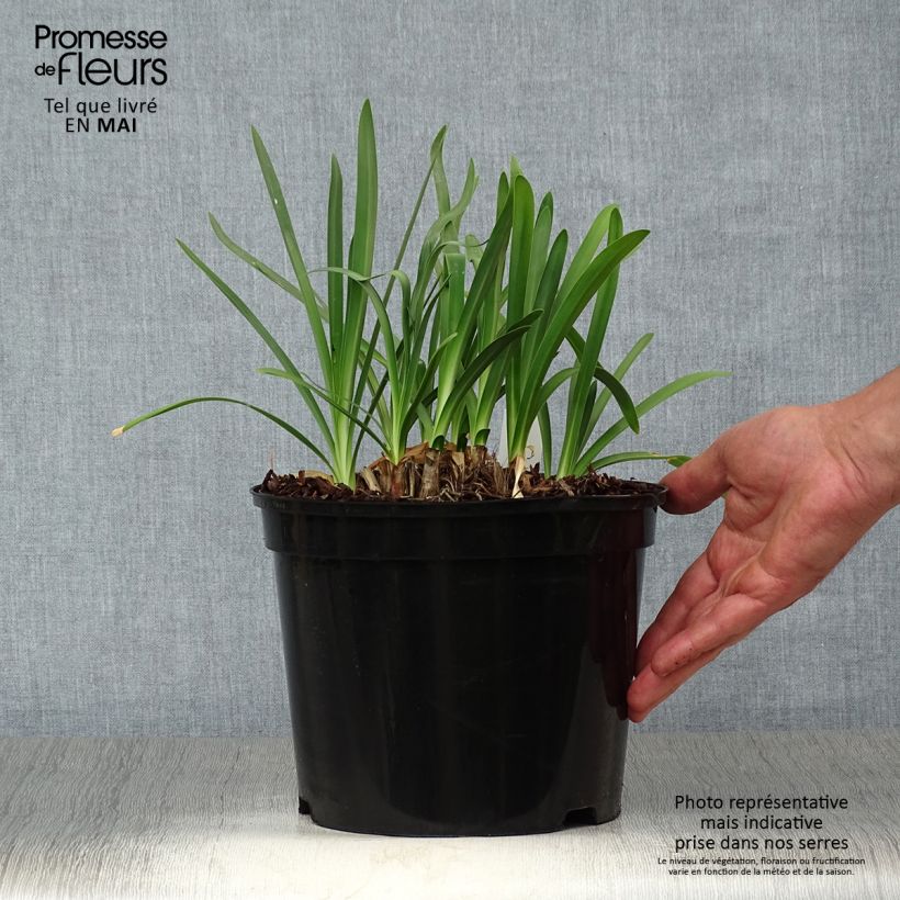 Example of Afrikansinisarja Docteur Brouwer Pot de 4L/5L as you get in printemps