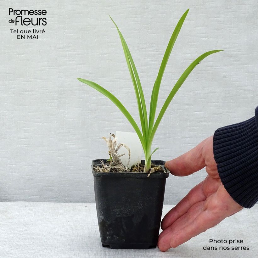 Example of Afrikansinisarja Docteur Brouwer Godet de 8/9 cm as you get in printemps