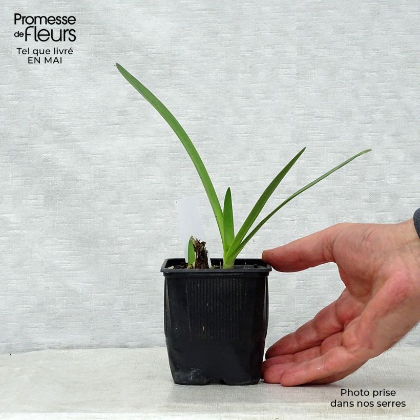 Example of Sinisarja Donau Godet de 8/9 cm as you get in printemps
