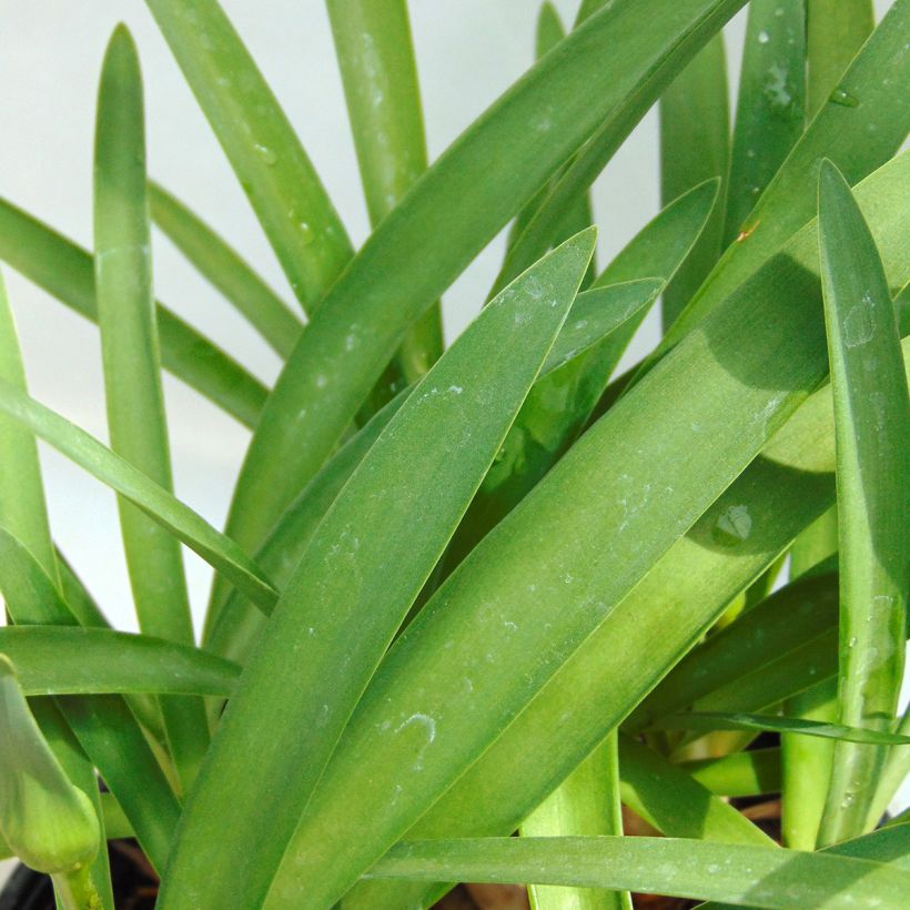 Sinisarja Double Diamond (Foliage)