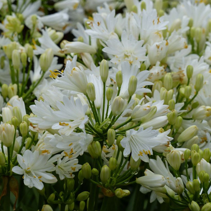 Sinisarja Double Diamond (Flowering)