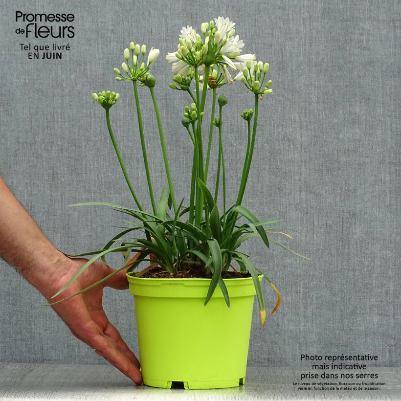 Esimerkki kesällä toimitetusta Sinisarja Double Diamond Pot de 2L/3L-taimesta