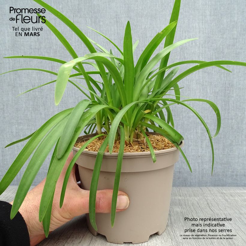 Example of Sinisarja Double Diamond Pot de 2L/3L as you get in printemps
