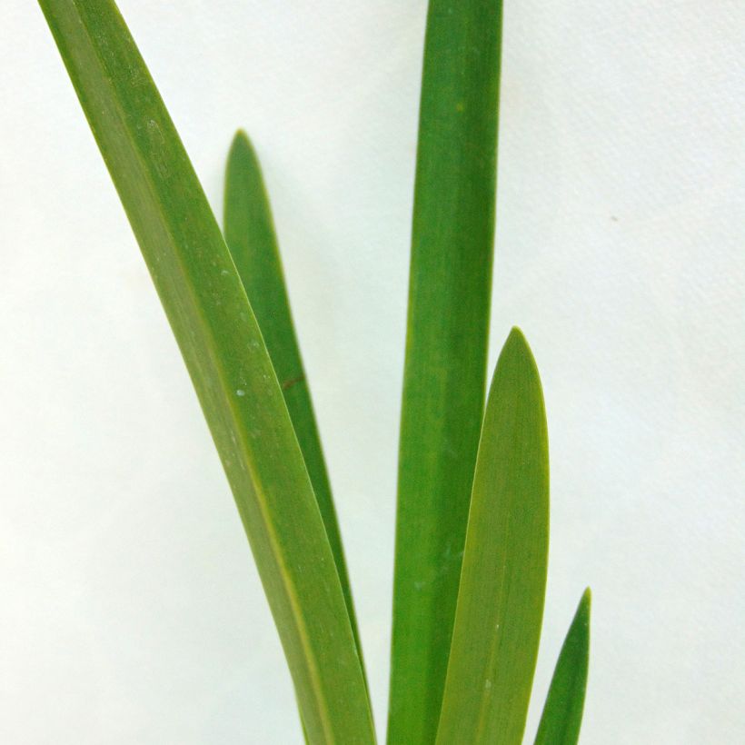 Sinisarja Enigma (Foliage)